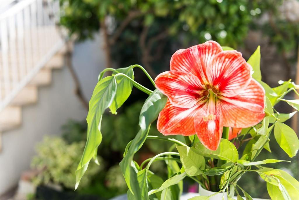 Guest House Dada Dubrovnik Ngoại thất bức ảnh